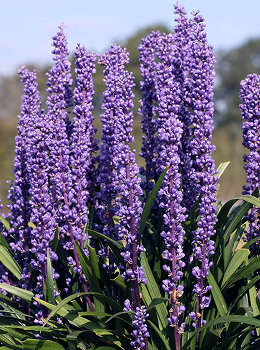 Big Blue Liriope