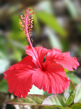 Hibiscus