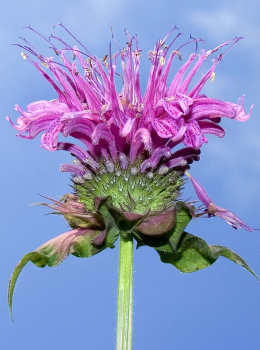 Monarda
