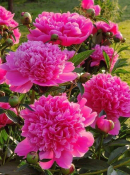 Peonies