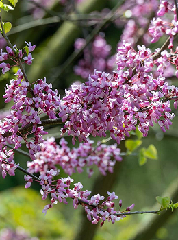 caliper flowering