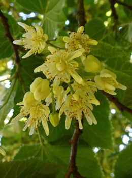 caliper flowering